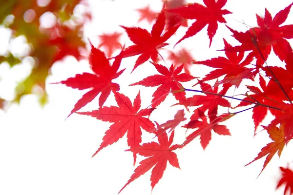 red maple leaves on white background