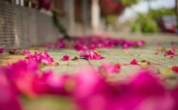 close up of pink flowers on road