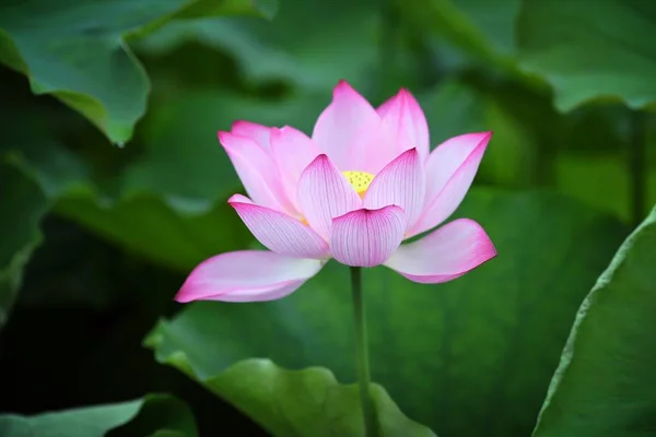 Flor Flor Waterlily Lago — Fotografia de Stock