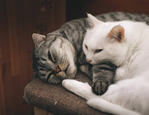 Retrato Lindos Gatos Peludos — Foto de Stock