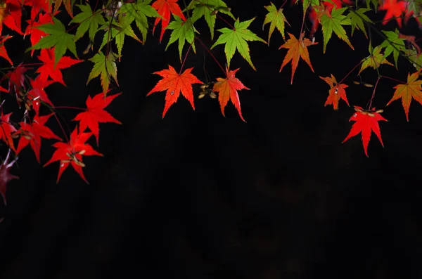 Beautiful maple tree in autumn