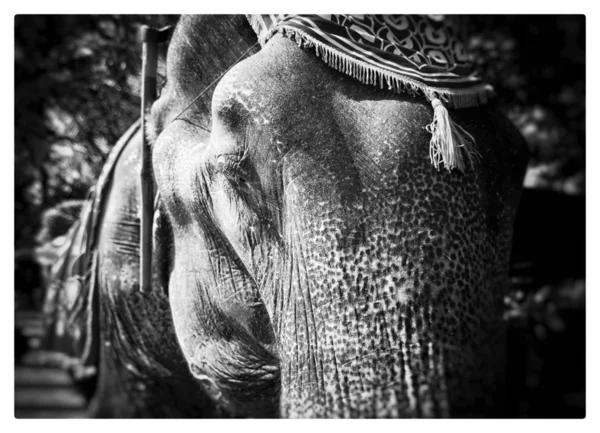 a close up of a white elephant