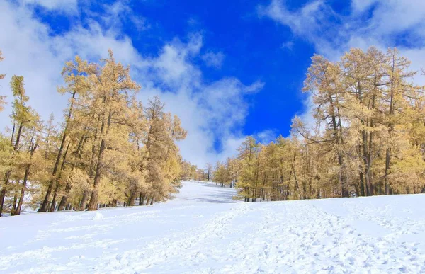 Hermoso Paisaje Día Soleado Con Nieve — Foto de Stock