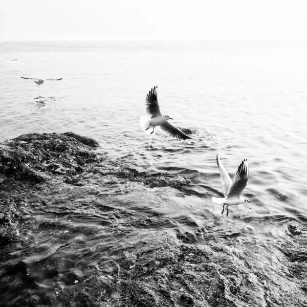 Foto Blanco Negro Una Gaviota Sobre Fondo Lago — Foto de Stock