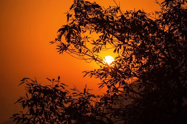 Hermoso Atardecer Bosque — Foto de Stock