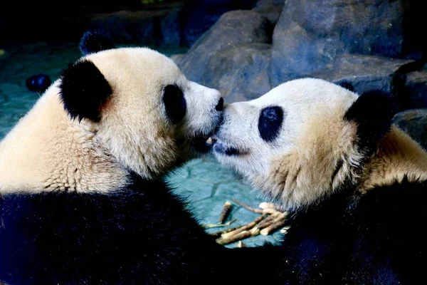 pandas wildlife, panda bear animal in zoo