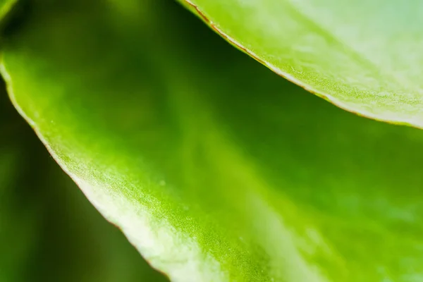 green leaf texture background, flora