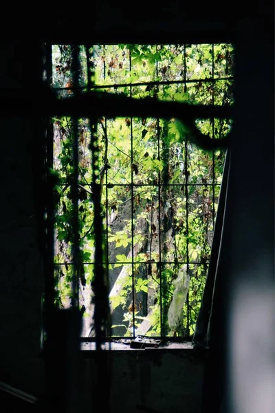 green window in the forest.