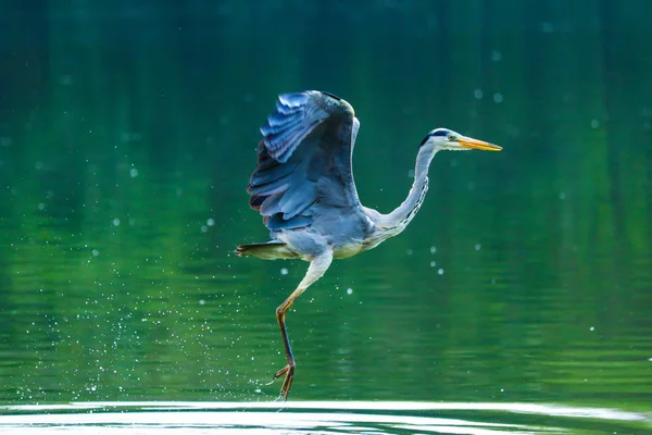 Vida Silvestre Aves Naturaleza Fauna — Foto de Stock