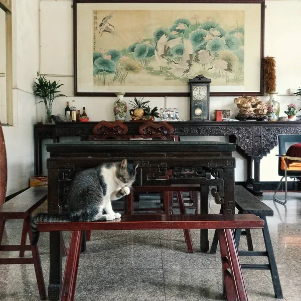 beautiful interior of a cat in the old house