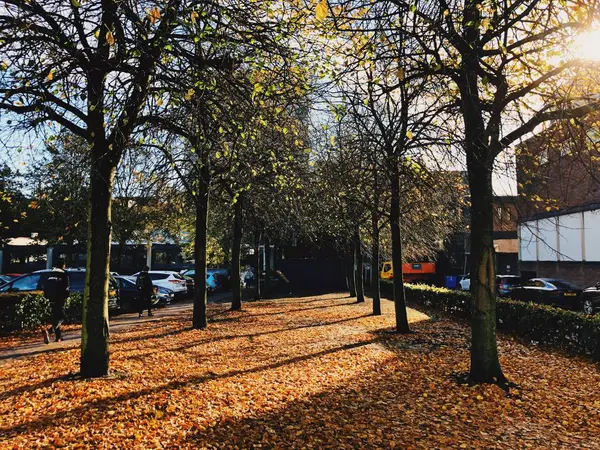 beautiful autumn park in the city