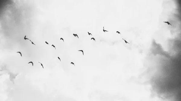 Bandada Aves Volando Cielo — Foto de Stock