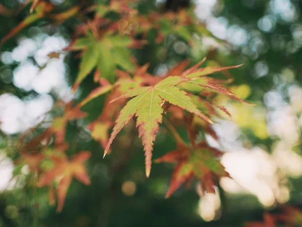 autumn leaves in forest, flora