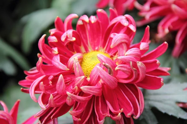 Vackra Blommande Vårblommor — Stockfoto