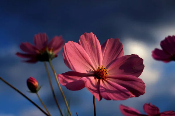 beautiful pink flower background