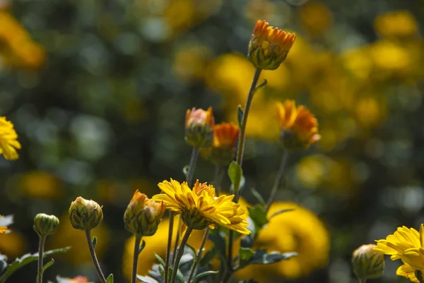 Hermoso Plano Botánico Fondo Pantalla Natural — Foto de Stock