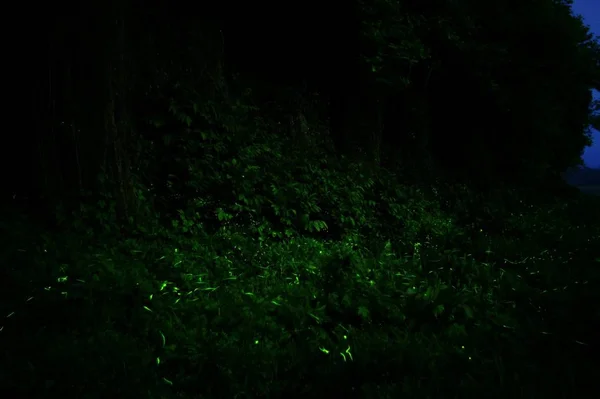 Musgo Verde Sobre Fondo Oscuro — Foto de Stock