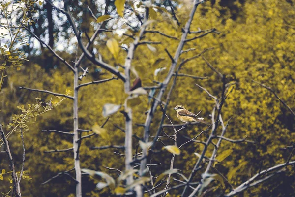 birch tree branches in the forest