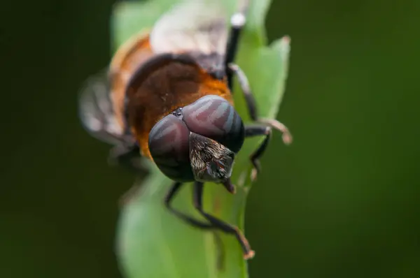 Primer Plano Escarabajo — Foto de Stock