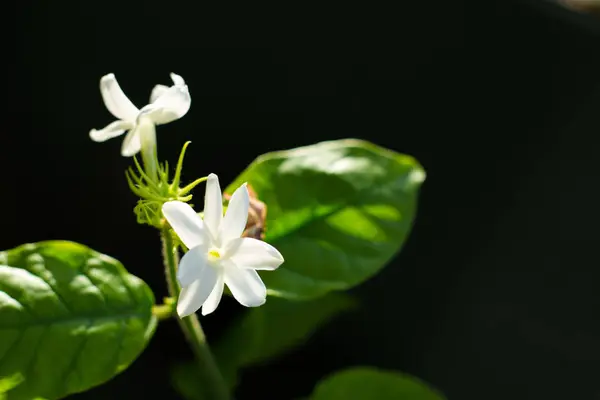 Bílé Květy Zeleném Pozadí — Stock fotografie