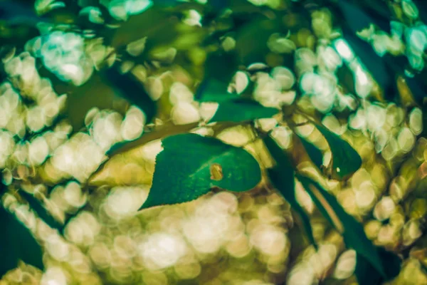 Hojas Verdes Árbol Jardín — Foto de Stock