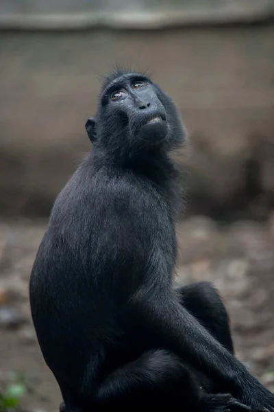 Gorila Negro Sentado Roca — Foto de Stock