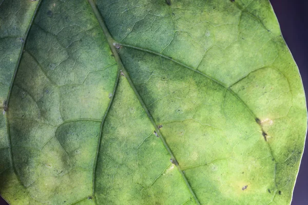 Grüne Blatt Textur Hintergrund Flora — Stockfoto