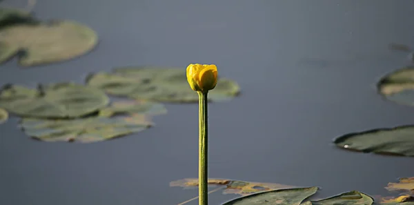 yellow lotus with green foliage in pond