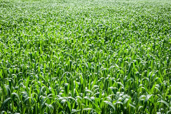 green grass field with white background