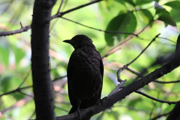 black bird sitting on a branch