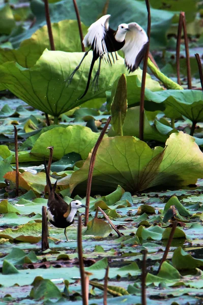 Waterlily flowers green leaves with flying bird