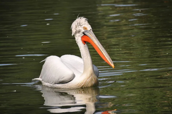Pelicano Zoológico — Fotografia de Stock