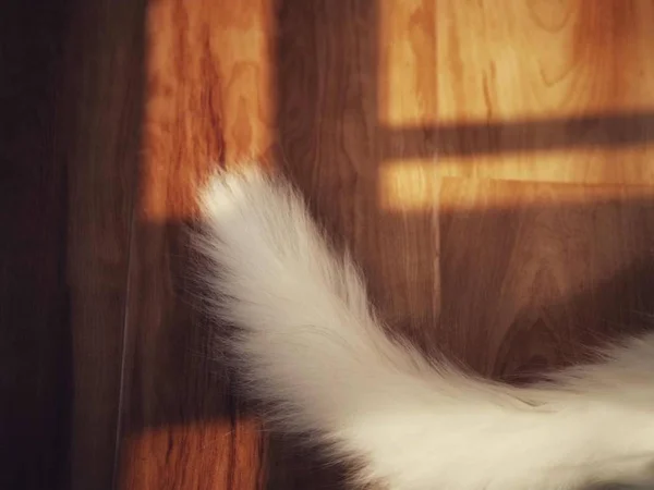 domestic fluffy cat tail