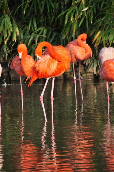 Flamingo Rosa Pássaros Flora Natureza — Fotografia de Stock