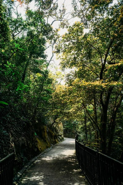 Hermoso Puente Tropical Parque — Foto de Stock