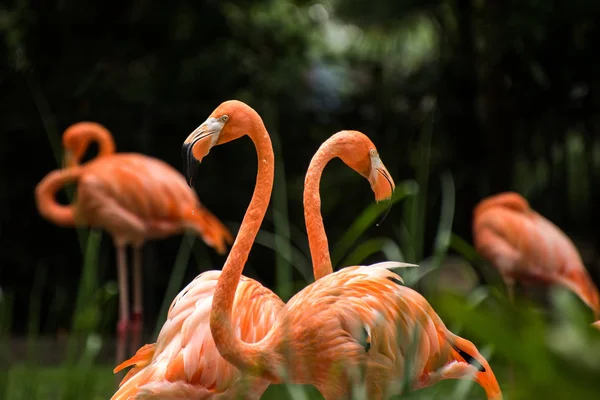 Flamingo Rosa Pássaros Flora Natureza — Fotografia de Stock