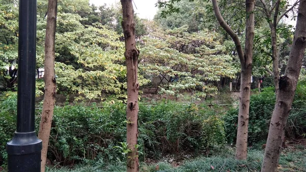 Árboles Verdes Bosque — Foto de Stock