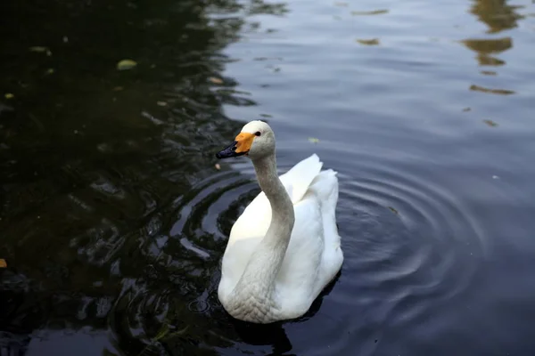 swan bird on the lake