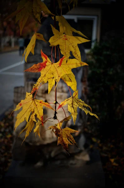 autumn leaves in forest, flora