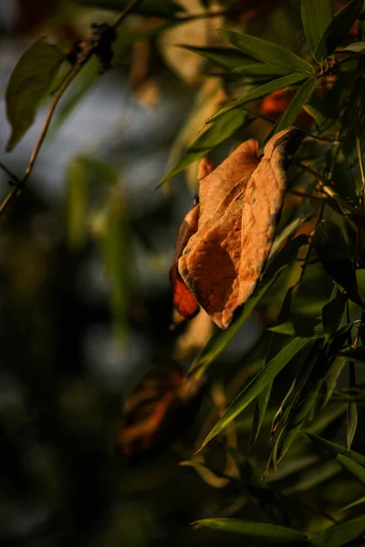 autumn leaves in forest, flora