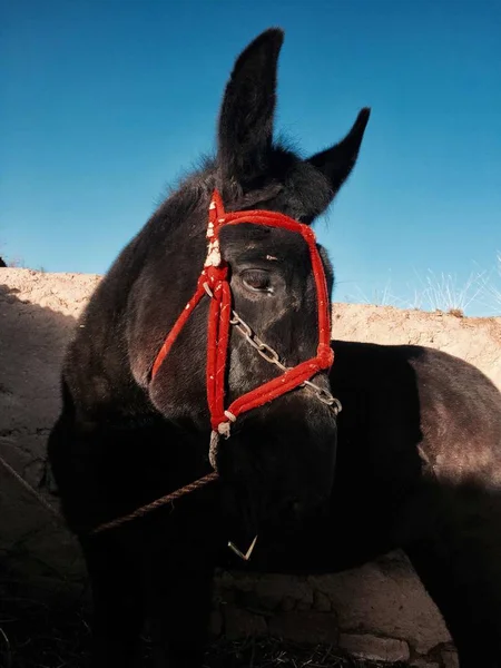 Caballo Negro Desierto — Foto de Stock