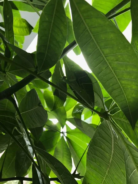 Hojas Verdes Árbol — Foto de Stock