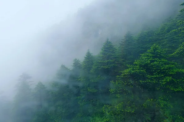 산속의 푸르른 — 스톡 사진