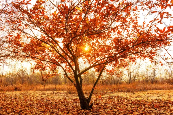 autumn landscape with trees and leaves