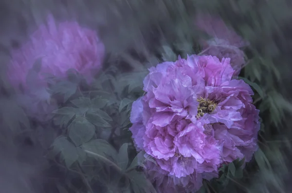 beautiful pink flower background