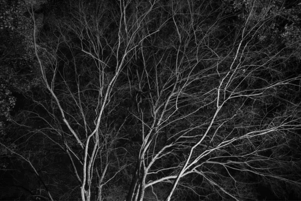 black and white photo, trees in forest