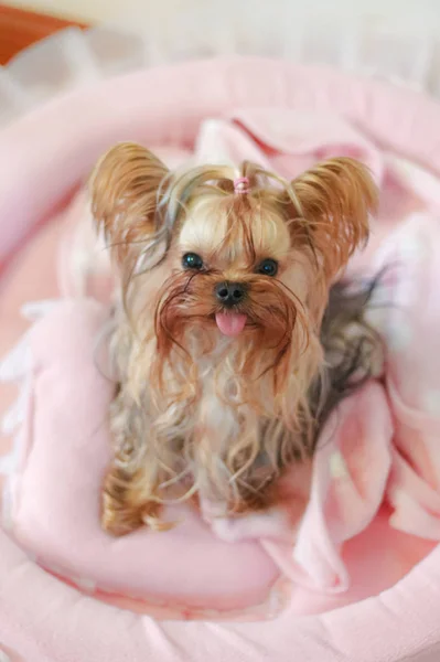 yorkshire terrier dog in the room