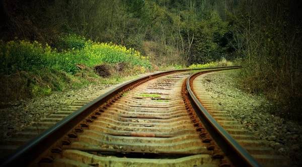 Trilhos Ferroviários Floresta — Fotografia de Stock