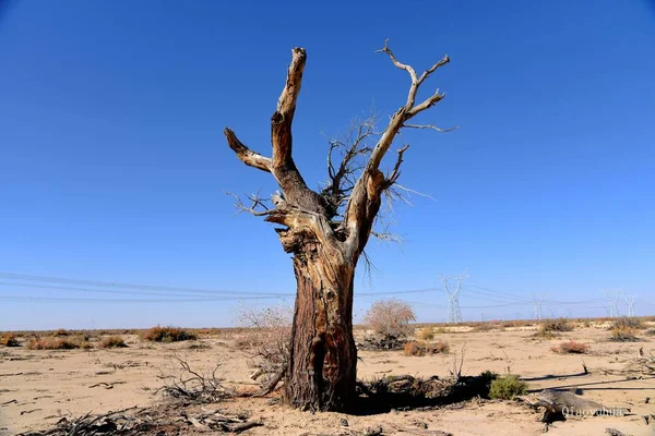 dead tree in desert, dry flora