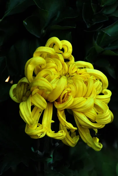 yellow rose flower on black background